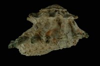 藏品(扁星螺)的圖片